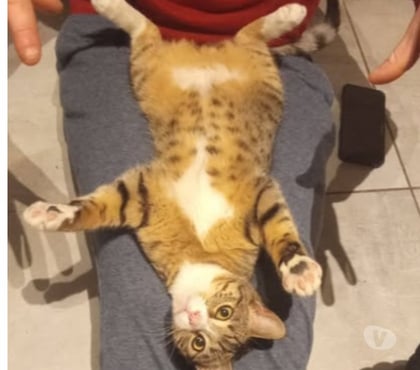 Adoption animaux Guilherand Granges Ardèche - Photos Vivastreet Chat WHISPER à l adoption