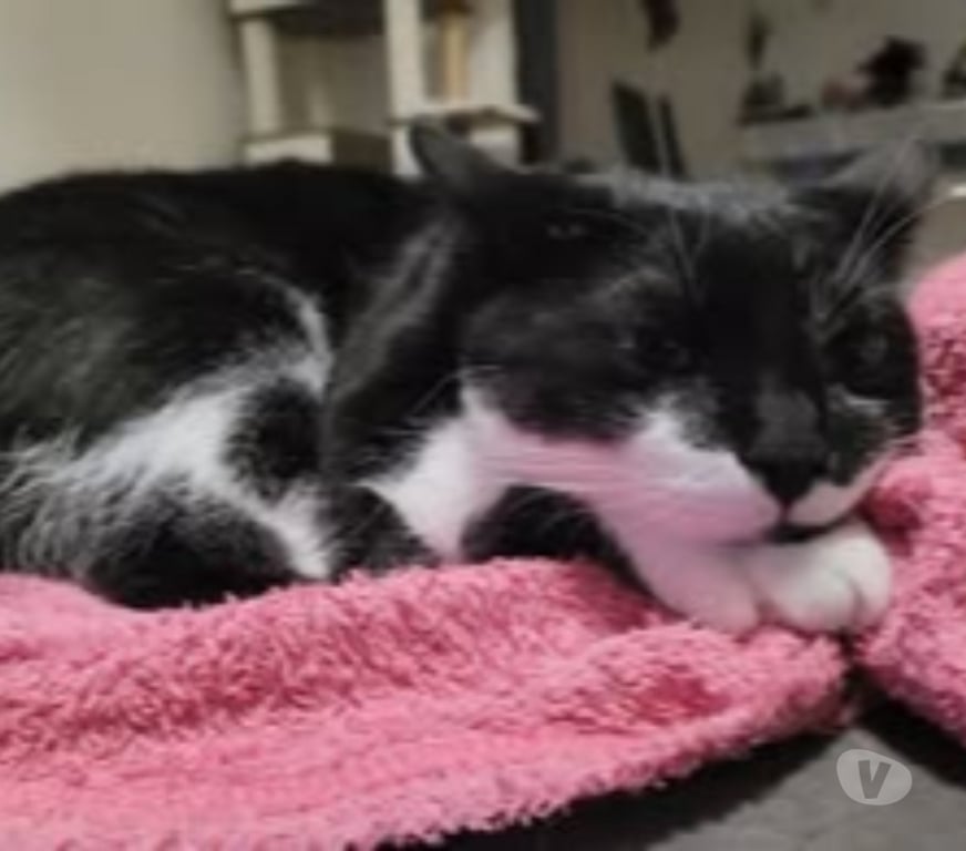 Don animaux Drôme St Paul Trois Chateaux - 26130 - Photos Vivastreet Chat BADCAT à l adoption