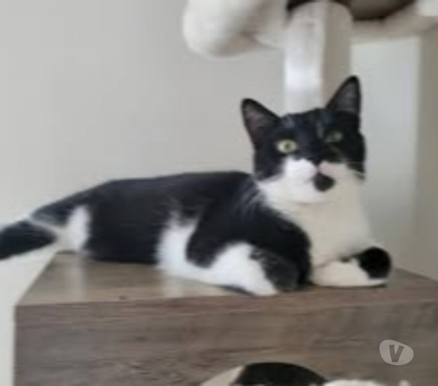 Don animaux Drôme St Paul Trois Chateaux - 26130 - Photos Vivastreet Chat BADCAT à l adoption