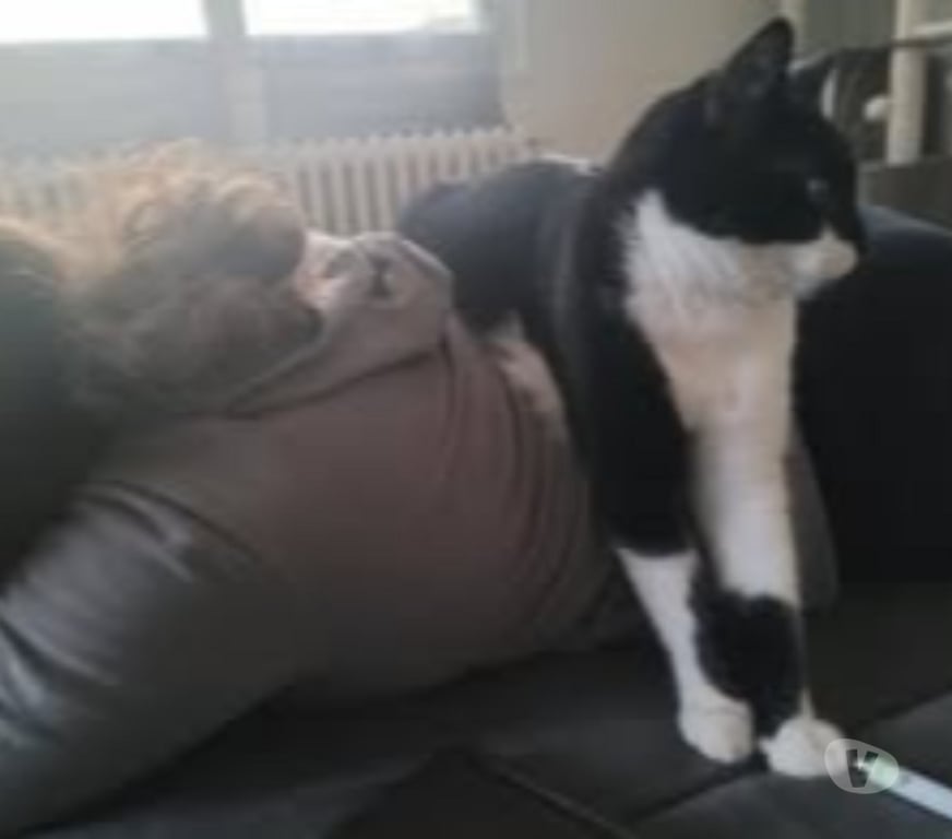 Don animaux Drôme St Paul Trois Chateaux - 26130 - Photos Vivastreet Chat BADCAT à l adoption