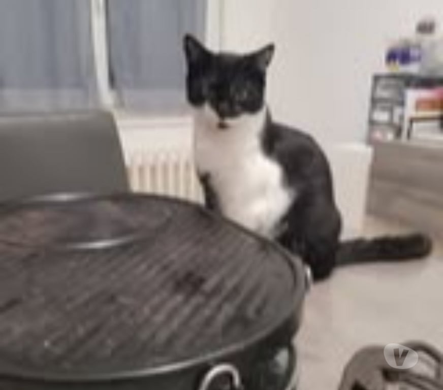 Don animaux Drôme St Paul Trois Chateaux - 26130 - Photos Vivastreet Chat BADCAT à l adoption