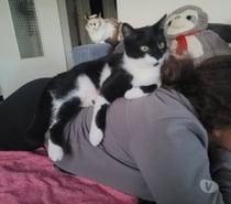 Chat BADCAT à l adoption