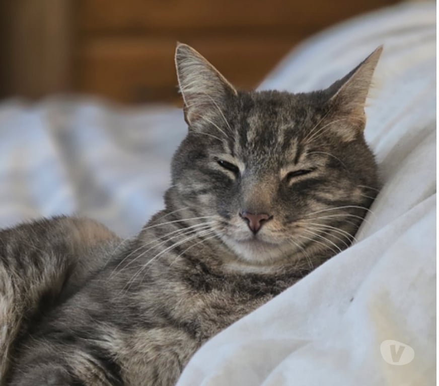 Don animaux Val-d'Oise Soisy sous Montmorency - 95230 - Photos Vivastreet MELVIN, à adopter