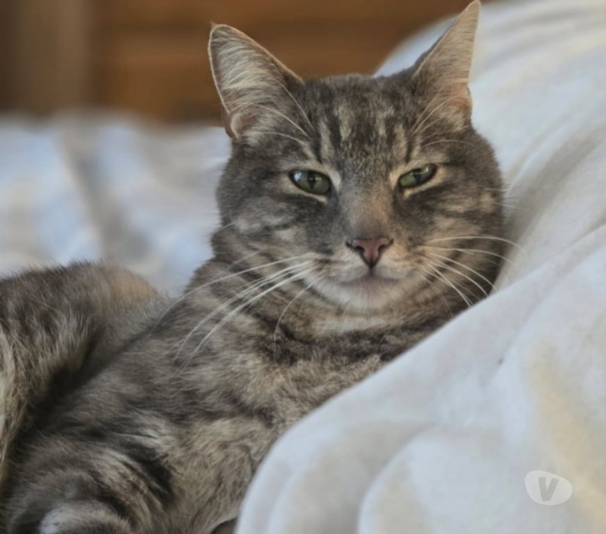 Don animaux Val-d'Oise Soisy sous Montmorency - 95230 - Photos Vivastreet MELVIN, à adopter