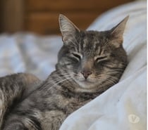 Photos Vivastreet MELVIN, à adopter