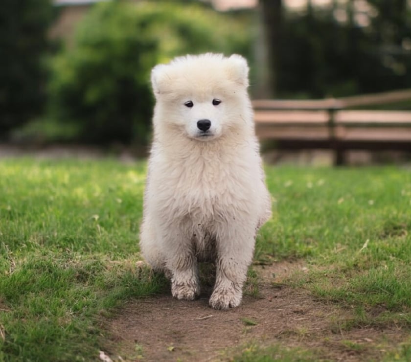 Vente animaux St Julien aux Bois Corrèze - Photos Vivastreet Chiots Mâles Samoyède LOF