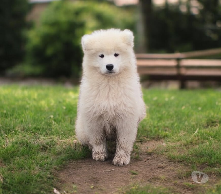 Vente Corrèze St Julien aux Bois - 19220 - Photos Vivastreet Chiots Mâles Samoyède LOF