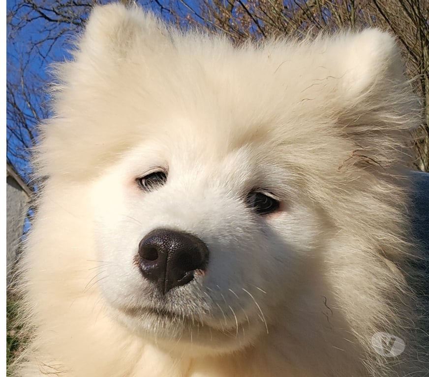 Vente Corrèze St Julien aux Bois - 19220 - Photos Vivastreet Chiots Mâles Samoyède LOF