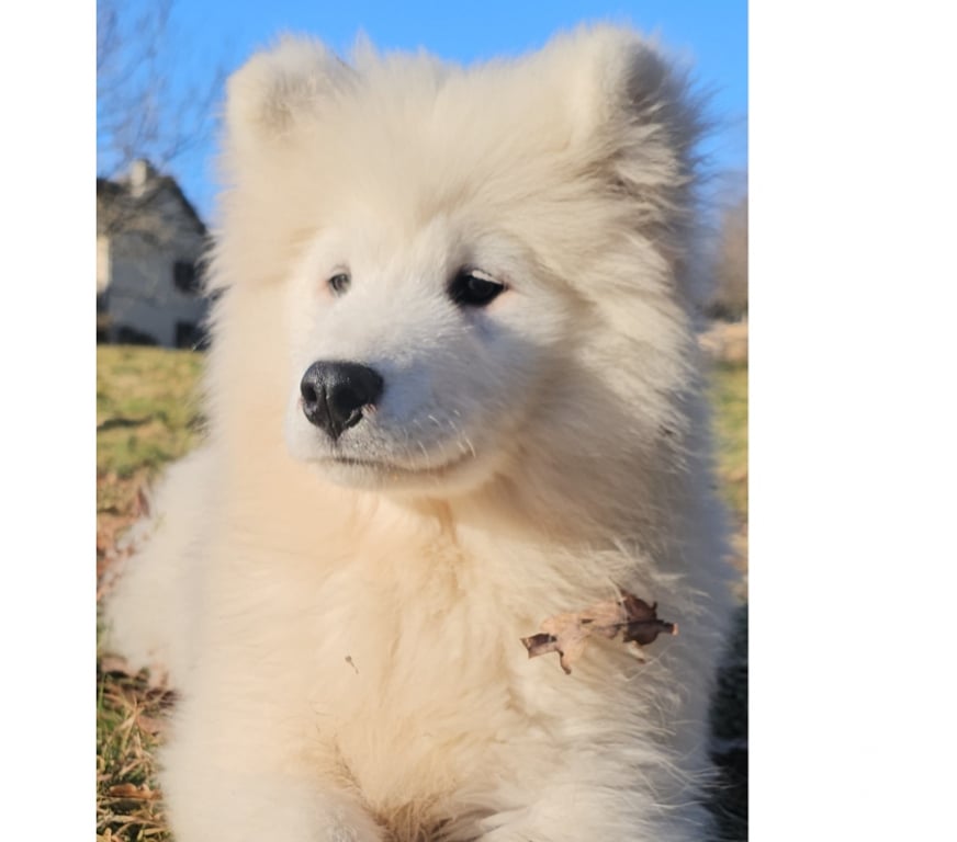 Vente Corrèze St Julien aux Bois - 19220 - Photos Vivastreet Chiots Mâles Samoyède LOF