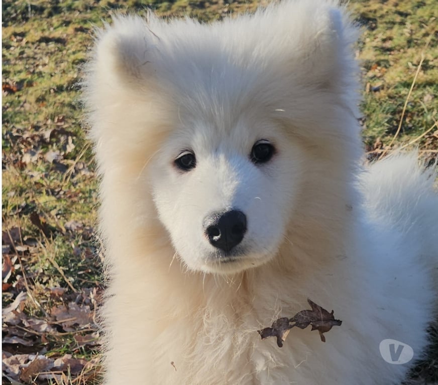 Vente Corrèze St Julien aux Bois - 19220 - Photos Vivastreet Chiots Mâles Samoyède LOF