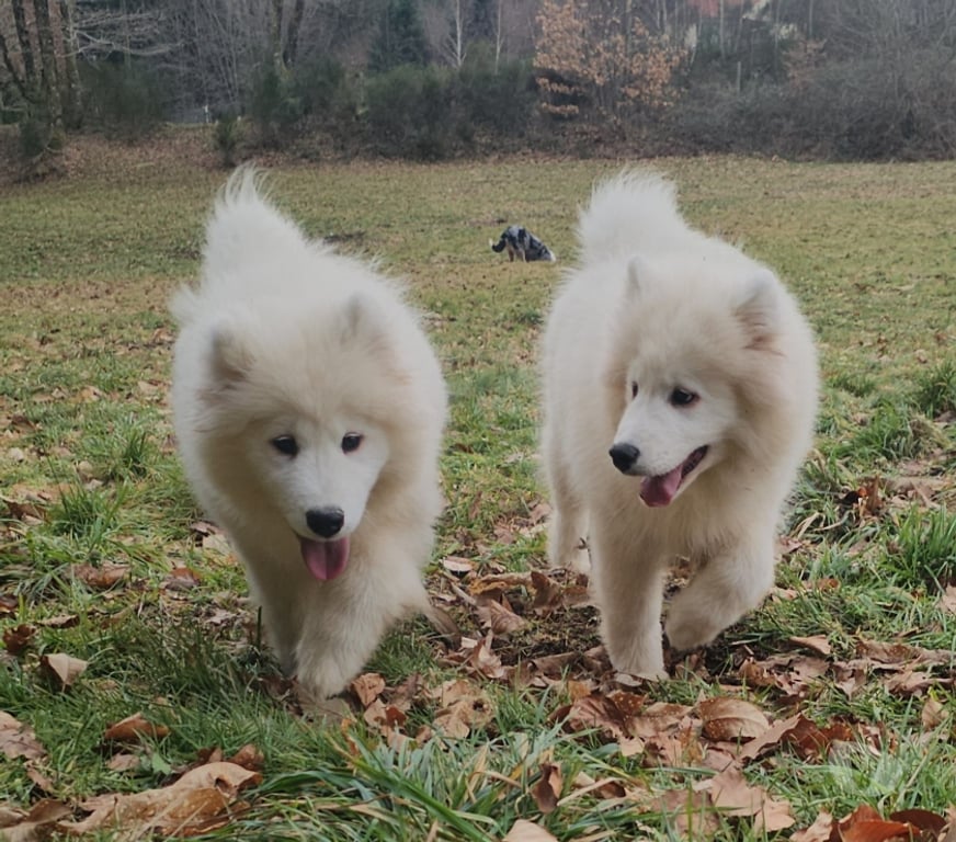 Vente Corrèze St Julien aux Bois - 19220 - Photos Vivastreet Chiots Mâles Samoyède LOF