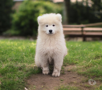 Vente animaux St Julien aux Bois Corrèze - Photos Vivastreet Chiots Mâles Samoyède LOF