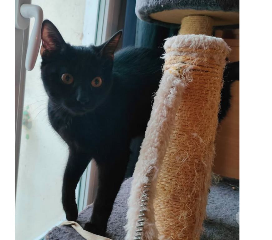 Don animaux Aude Carcassonne - Photos Vivastreet Siana jeune chatte 8 mois tres gentille et caline a adopter