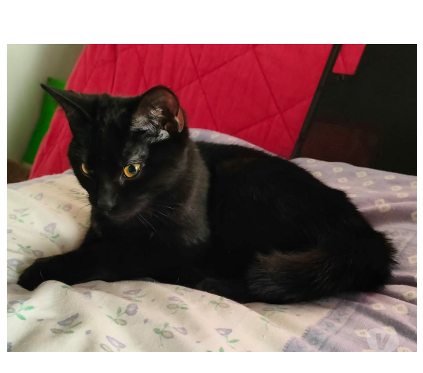 Don animaux Aude Carcassonne - Photos Vivastreet Siana jeune chatte 8 mois tres gentille et caline a adopter