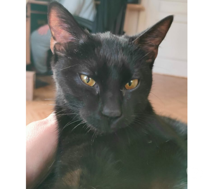 Don animaux Aude Carcassonne - Photos Vivastreet Siana jeune chatte 8 mois tres gentille et caline a adopter