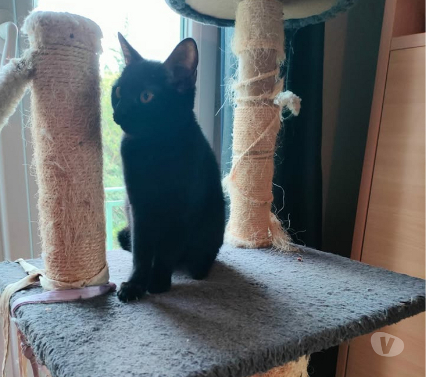 Don animaux Aude Carcassonne - Photos Vivastreet Siana jeune chatte 8 mois tres gentille et caline a adopter