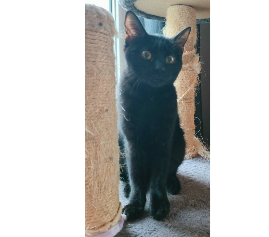 Don animaux Aude Carcassonne - Photos Vivastreet Siana jeune chatte 8 mois tres gentille et caline a adopter