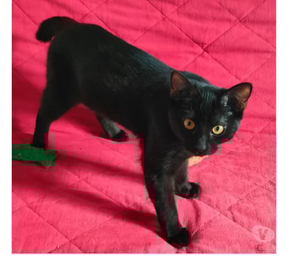 Don animaux Carcassonne Carcassonne - Photos Vivastreet Siana jeune chatte 5 mois caline et joueeuse A ADOPTER