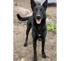 AGRID, chien type berger allemand noir, 1 an non lof
