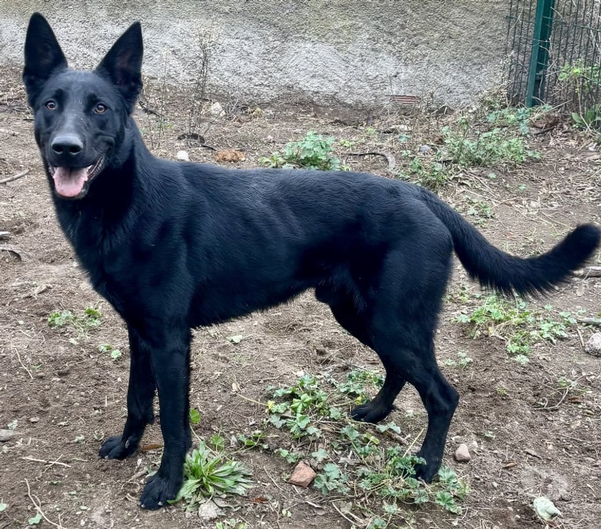 Don animaux Hérault Beziers - 34500 - Photos Vivastreet AGRID, chien type berger allemand noir, 1 an non lof