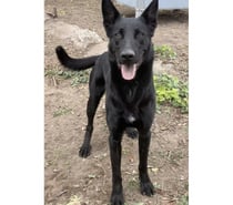 AGRID, chien type berger allemand noir, 1 an non lof