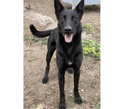 Don animaux Beziers Hérault - Photos Vivastreet AGRID, chien type berger allemand noir, 1 an non lof
