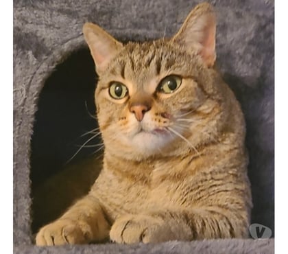 Don animaux Beziers Hérault - Photos Vivastreet BRIOCHE, chatte tigrée 5 ans non lof