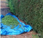 Brissac Quince - Maine-et-Loire — Propose prestations de jardinage