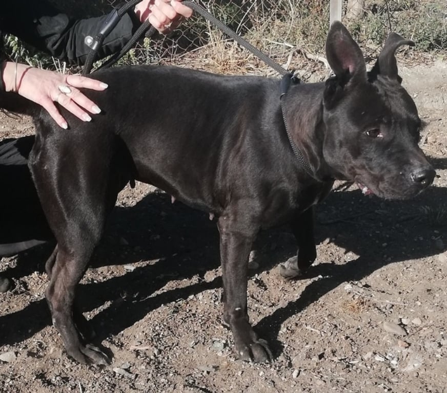 Don animaux Hérault Montpellier - Photos Vivastreet AMANDA, chienne type dogue 1 an non lof Par diagnose de rac