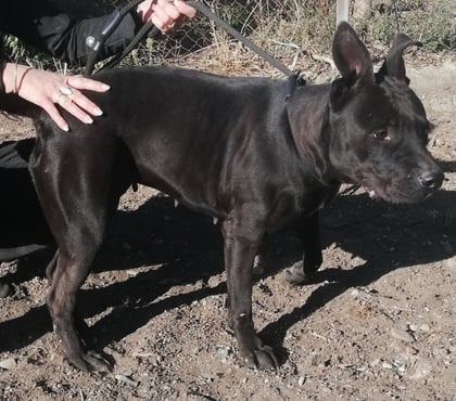 Don animaux Montpellier Montpellier - Photos Vivastreet AMANDA, chienne type dogue 1 an non lof Par diagnose de rac