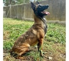ALIZEE, chienne type malinoise, 3 ans non lof