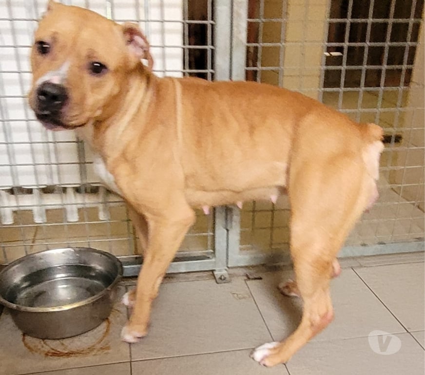 Don animaux Hérault Beziers - 34500 - Photos Vivastreet Babinette, chienne type boxer, 1 an non lof