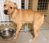 Babinette, chienne type boxer, 1 an non lof