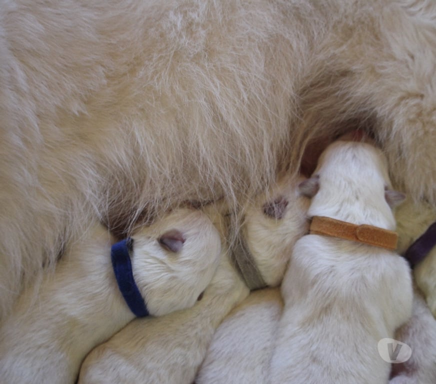 Vente Aude Salles d'Aude - 11110 - Photos Vivastreet CHIOTS BERGER BLANC SUISSE LOF POILS LONG A RESERVER