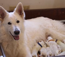 CHIOTS BERGER BLANC SUISSE LOF POILS LONG A RESERVER