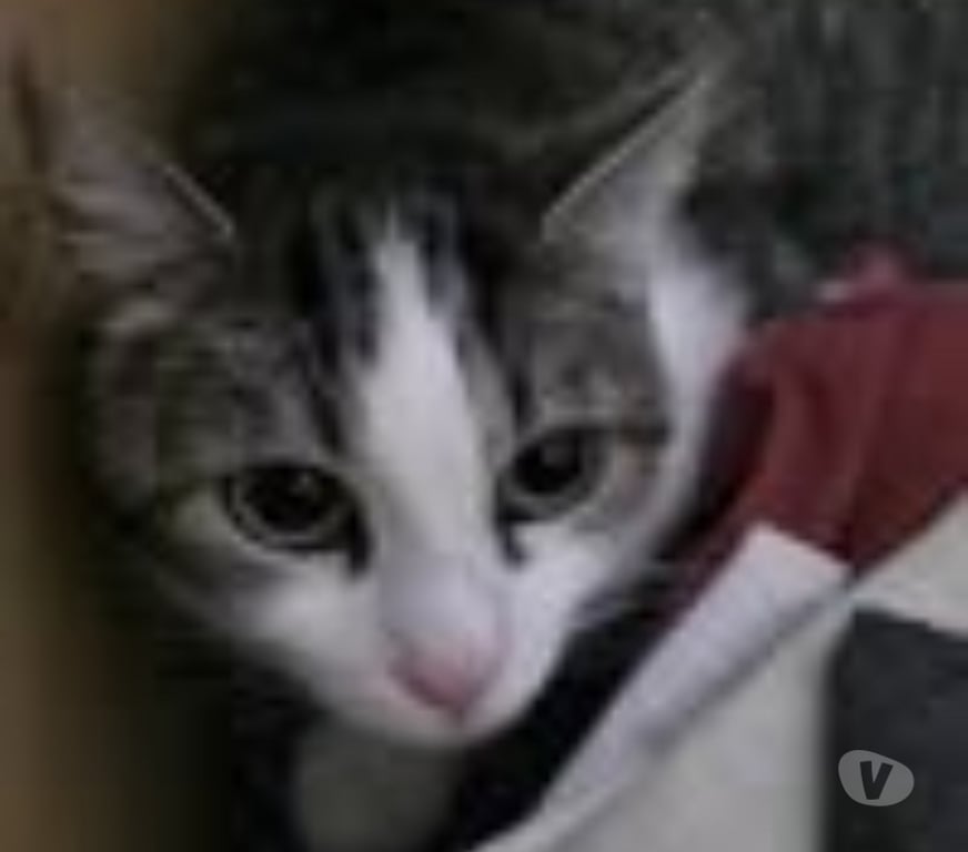 Don animaux Drôme Marges - 26260 - Photos Vivastreet Chat OULIA à l adoption