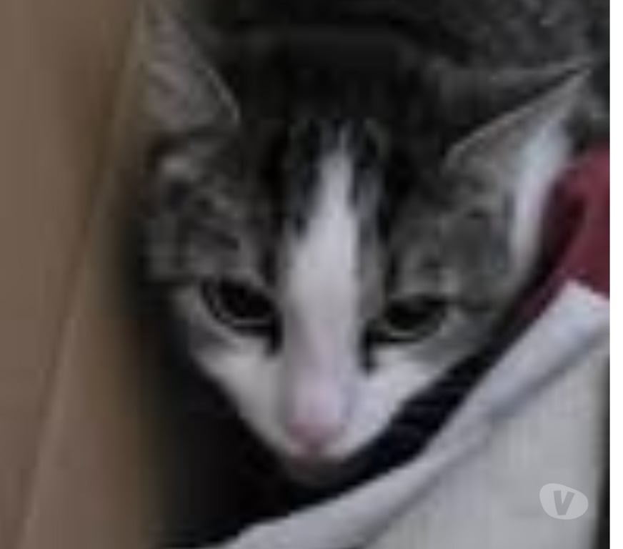 Don animaux Drôme Marges - 26260 - Photos Vivastreet Chat OULIA à l adoption