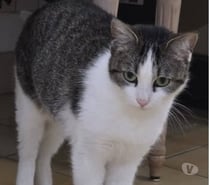 Chat OULIA à l adoption