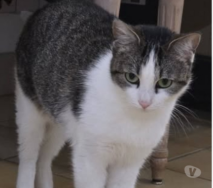 Adoption animaux Marges Drôme - Photos Vivastreet Chat OULIA à l adoption