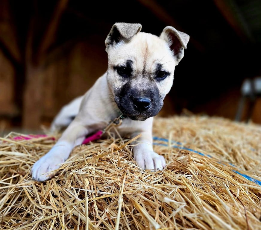 Don animaux Aude Carcassonne - Photos Vivastreet Chiots cherchent familles serieuses pour adoption