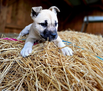 Chiots cherchent familles serieuses pour adoption