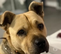 Chien ROX à l adoption