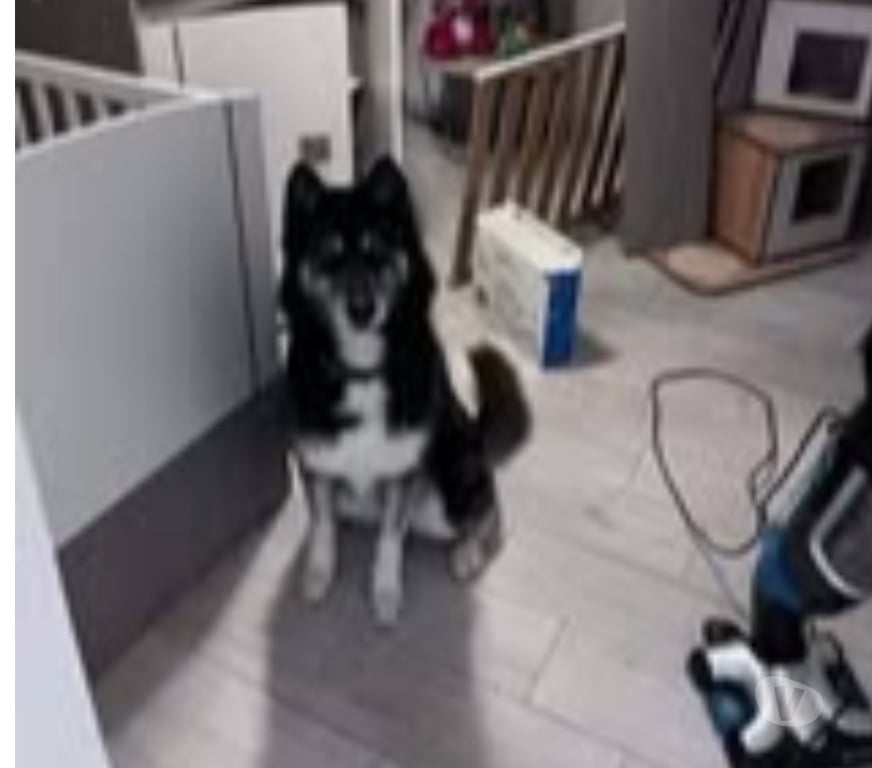 Don animaux Ardèche Le Pouzin - 07250 - Photos Vivastreet Chien NEWTON à l adoption