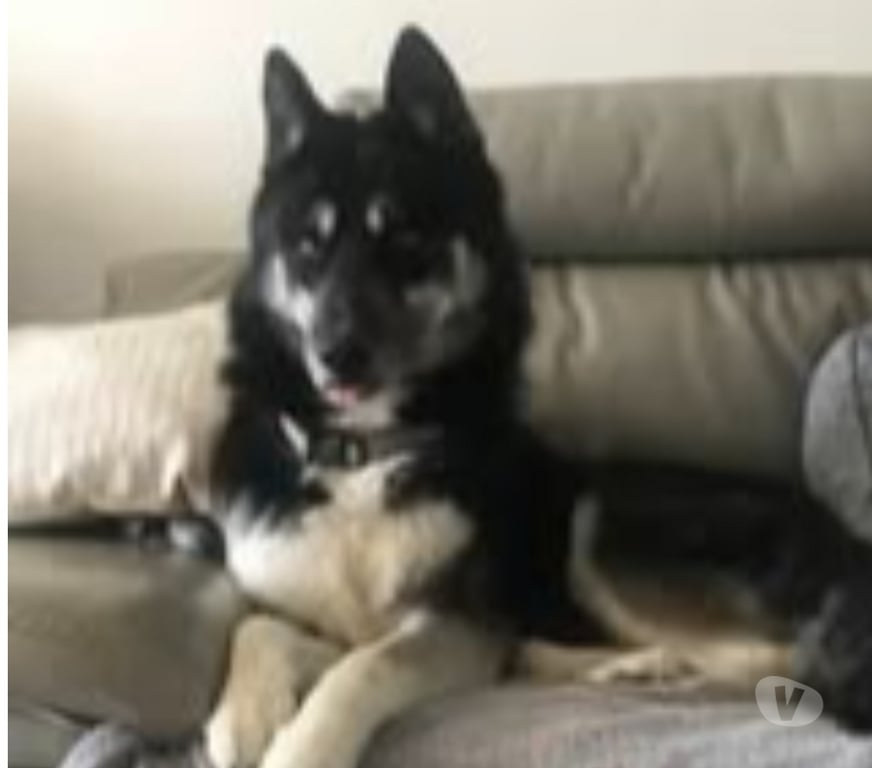 Don animaux Ardèche Le Pouzin - 07250 - Photos Vivastreet Chien NEWTON à l adoption