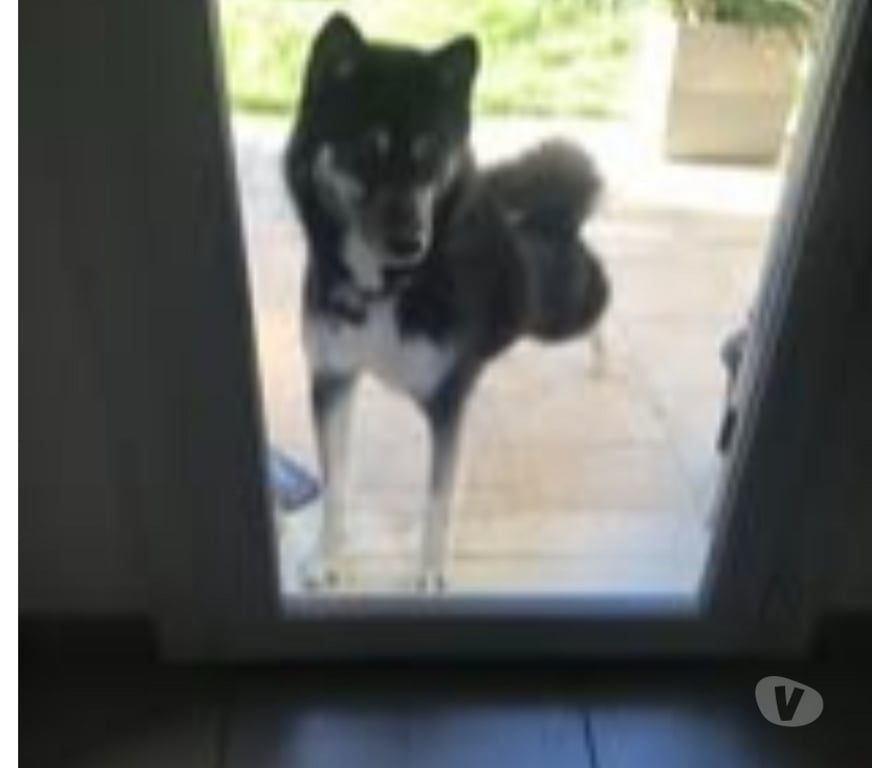 Don animaux Ardèche Le Pouzin - 07250 - Photos Vivastreet Chien NEWTON à l adoption