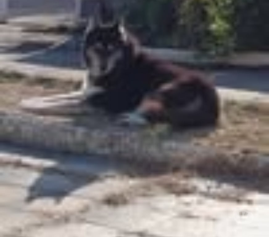 Don animaux Ardèche Le Pouzin - 07250 - Photos Vivastreet Chien NEWTON à l adoption