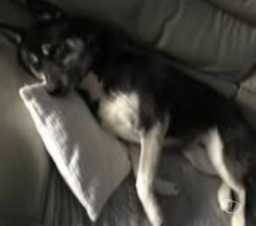 Don animaux Ardèche Le Pouzin - 07250 - Photos Vivastreet Chien NEWTON à l adoption