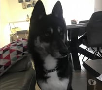 Chien NEWTON à l adoption