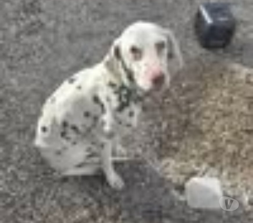 Don animaux Ardèche Le Pouzin - 07250 - Photos Vivastreet Chien TOPAZE à l adoption