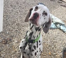 Chien TOPAZE à l adoption